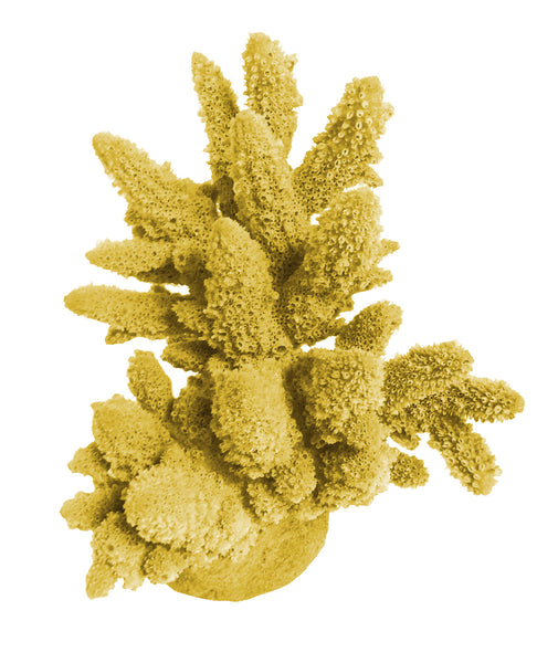 Acropora Lutkeni - Barrier Reef Acropora #01801