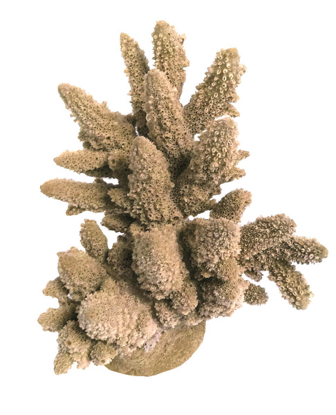 Acropora Lutkeni - Barrier Reef Acropora #01801