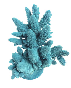 Acropora Lutkeni - Barrier Reef Acropora #01801