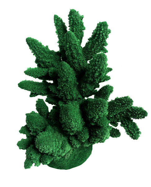Acropora Lutkeni - Barrier Reef Acropora #01801