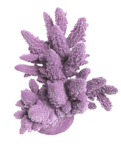 Acropora Lutkeni - Barrier Reef Acropora #01801
