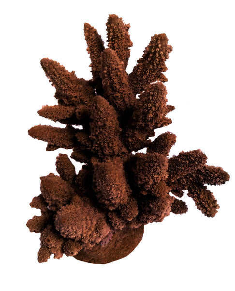 Acropora Lutkeni - Barrier Reef Acropora #01801