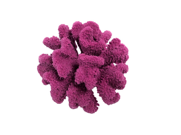Pocillopora Meandrina - Cauliflower Coral #02101