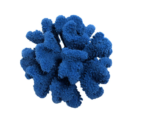 Pocillopora Meandrina - Cauliflower Coral #02101
