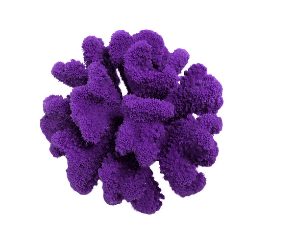Pocillopora Meandrina - Cauliflower Coral #02101