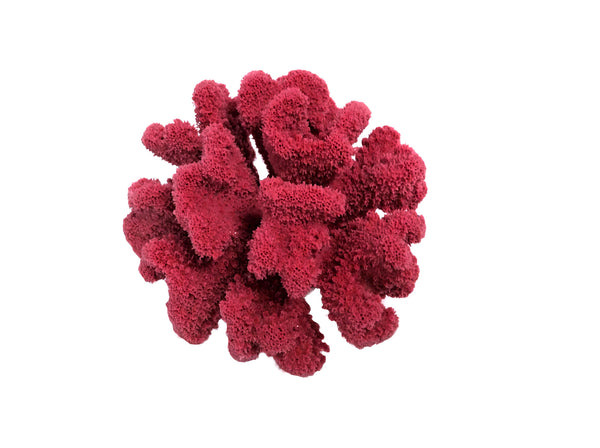 Pocillopora Meandrina - Cauliflower Coral #02101