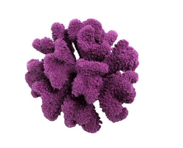 Pocillopora Meandrina - Cauliflower Coral #02101