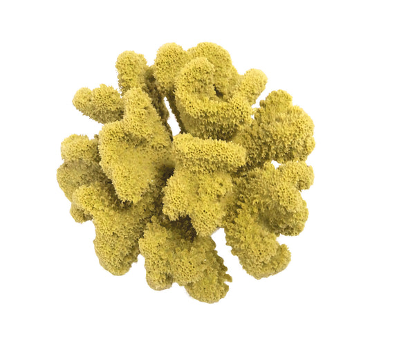 Pocillopora Meandrina - Cauliflower Coral #02101