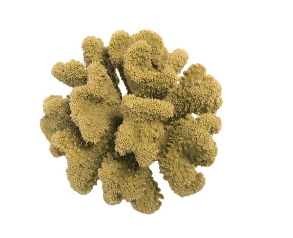 Pocillopora Meandrina - Cauliflower Coral #02101