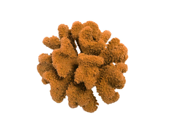 Pocillopora Meandrina - Cauliflower Coral #02101