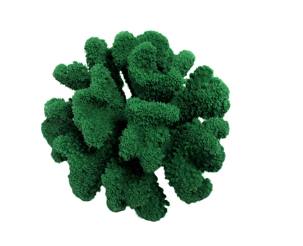Pocillopora Meandrina - Cauliflower Coral #02101
