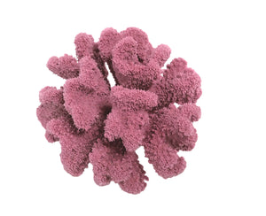 Pocillopora Meandrina - Cauliflower Coral #02101