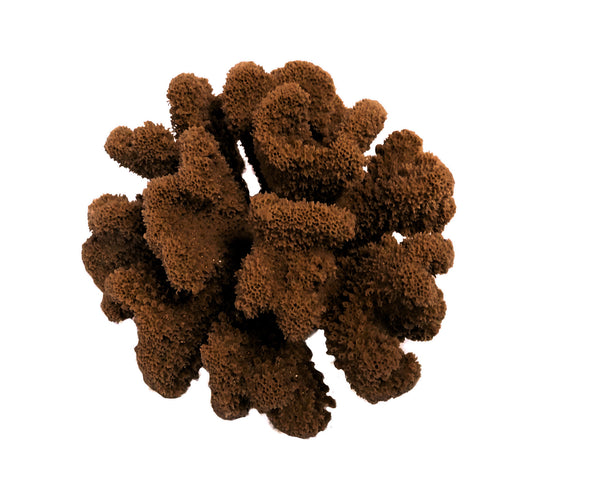 Pocillopora Meandrina - Cauliflower Coral #02101