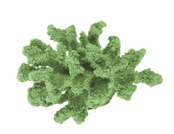 Pocillopora Verrucosa - Rasp/Knob-Horned Coral #02201
