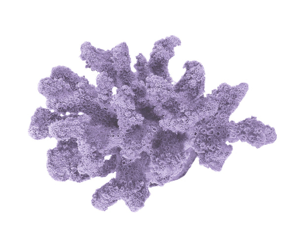 Pocillopora Verrucosa - Rasp/Knob-Horned Coral #02201