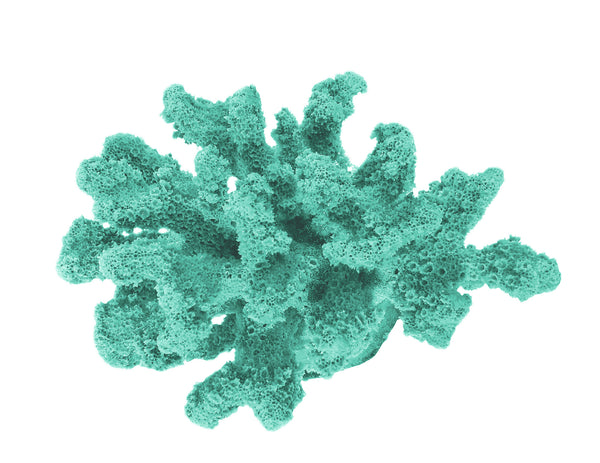 Pocillopora Verrucosa - Rasp/Knob-Horned Coral #02201