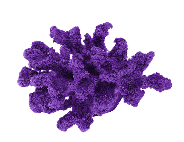 Pocillopora Verrucosa - Rasp/Knob-Horned Coral #02201