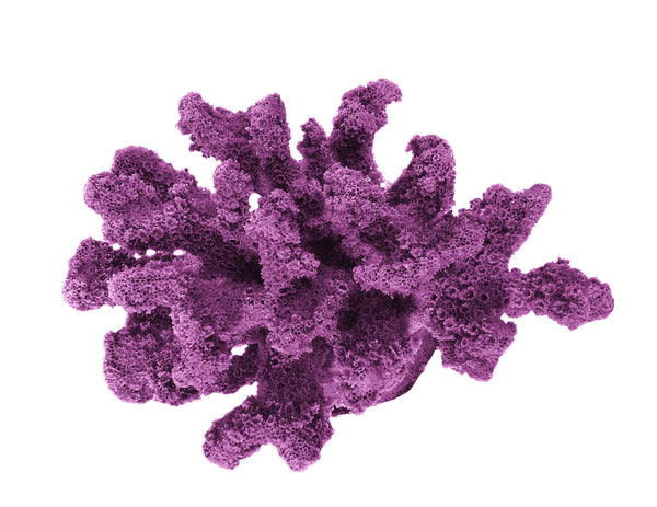 Pocillopora Verrucosa - Rasp/Knob-Horned Coral #02201
