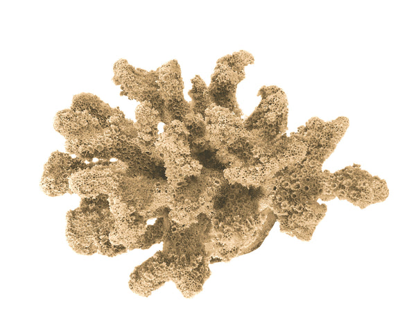Pocillopora Verrucosa - Rasp/Knob-Horned Coral #02201