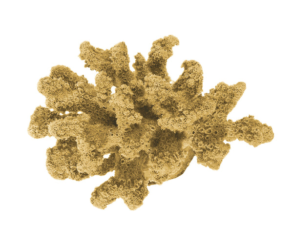 Pocillopora Verrucosa - Rasp/Knob-Horned Coral #02201
