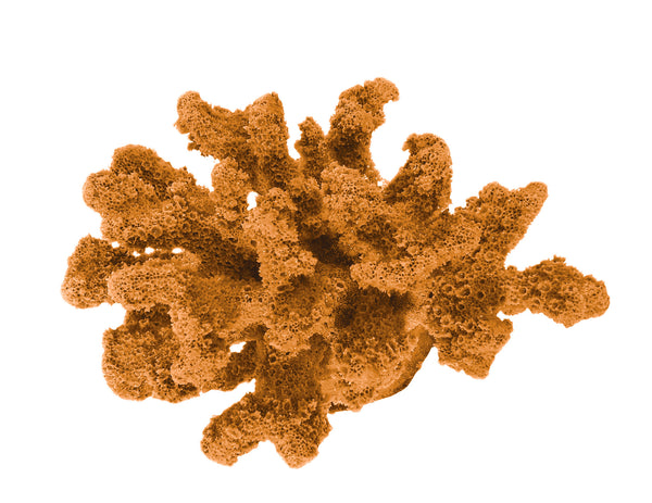 Pocillopora Verrucosa - Rasp/Knob-Horned Coral #02201