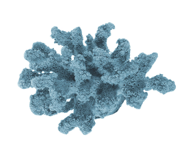 Pocillopora Verrucosa - Rasp/Knob-Horned Coral #02201