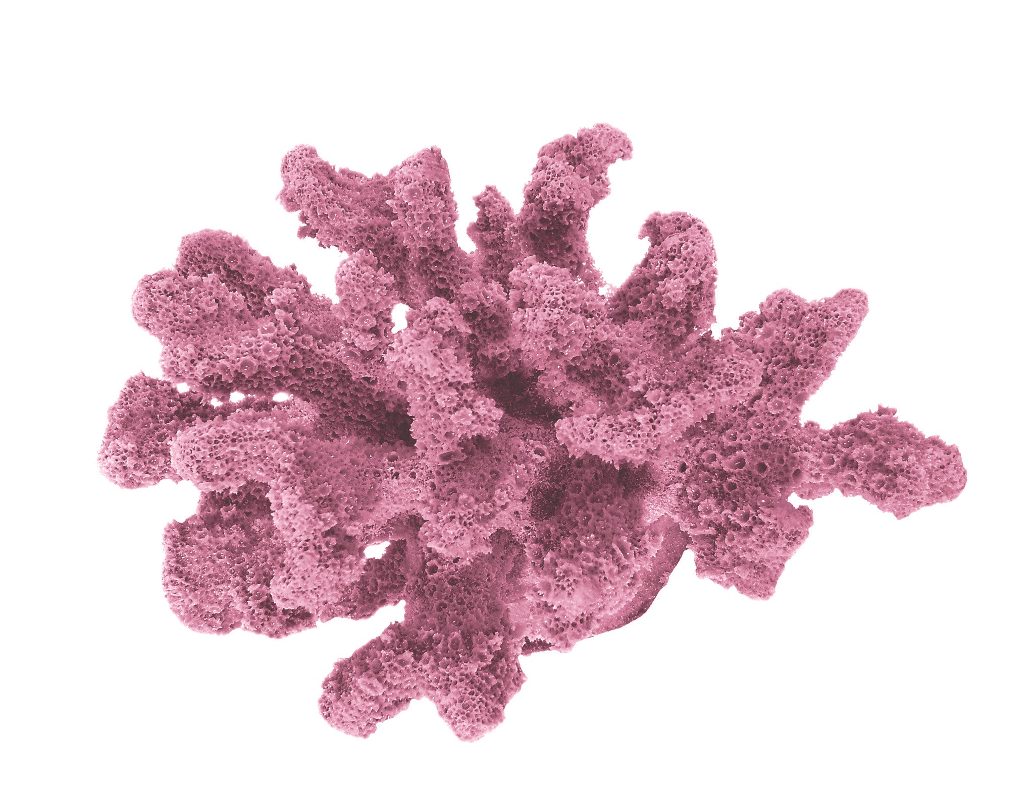 Pocillopora Verrucosa - Rasp/Knob-Horned Coral #02201
