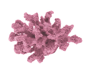 Pocillopora Verrucosa - Rasp/Knob-Horned Coral #02201