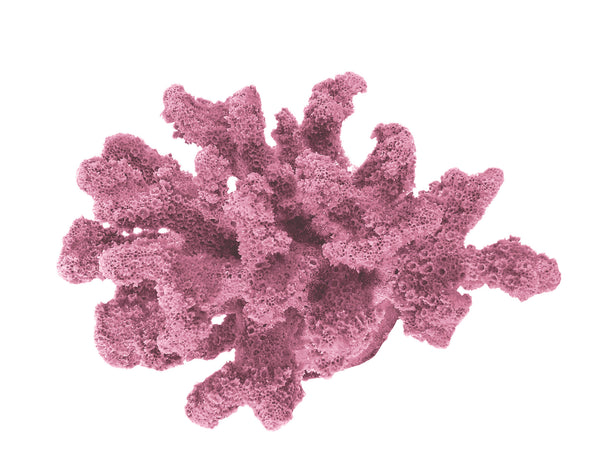 Pocillopora Verrucosa - Rasp/Knob-Horned Coral #02201