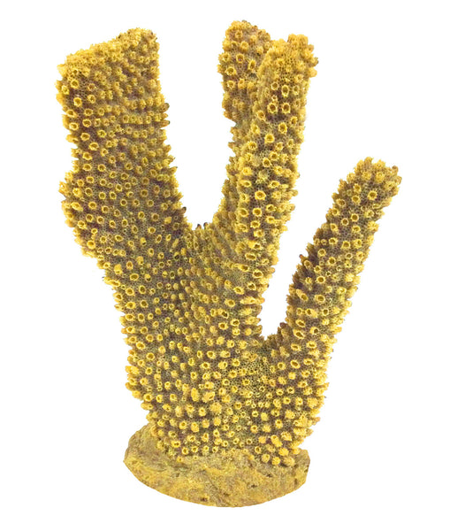 Pocillopora Eydouxi - Antler Coral #02301