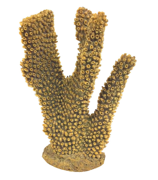 Pocillopora Eydouxi - Antler Coral #02301