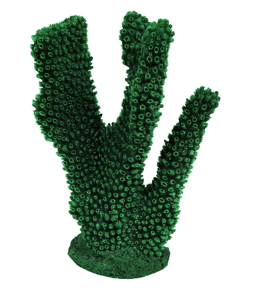 Pocillopora Eydouxi - Antler Coral #02301