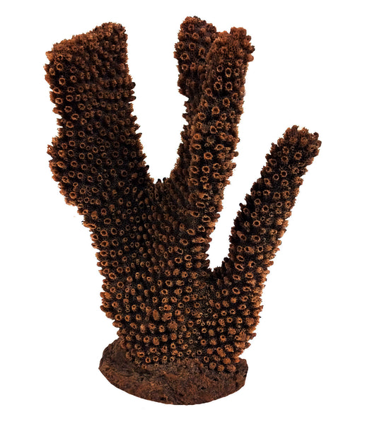 Pocillopora Eydouxi - Antler Coral #02301