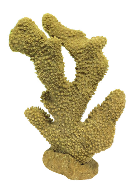 Pocillopora Eydouxi - Antler Coral #02303