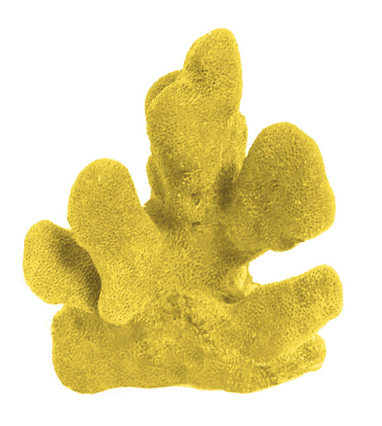 Stylophora Pistillata - Cat's Paw/Club Foot Coral #03103