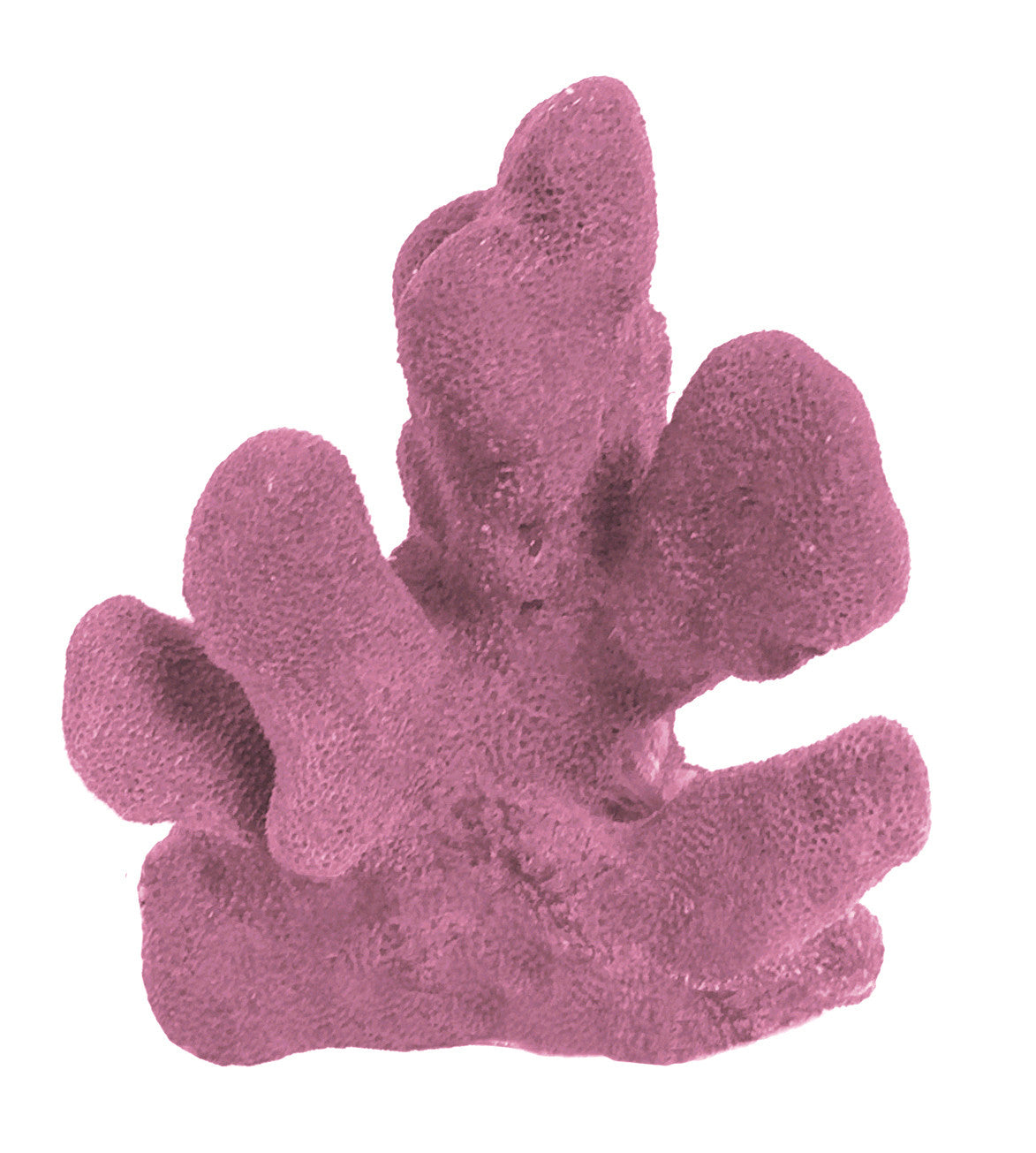 Stylophora Pistillata - Cat's Paw/Club Foot Coral #03103