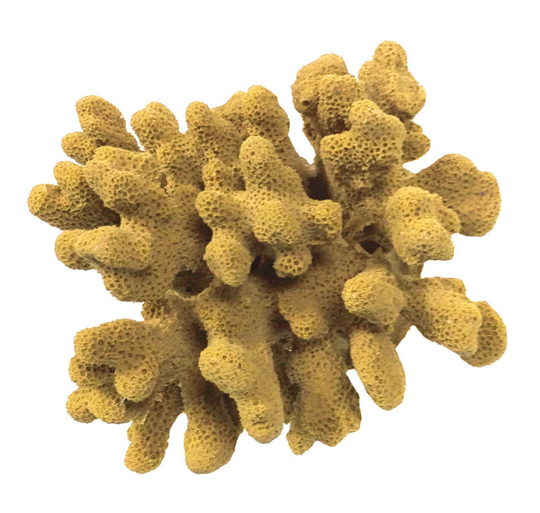 Stylophora Pistillata - Cat's Paw/Club Foot Coral #03104