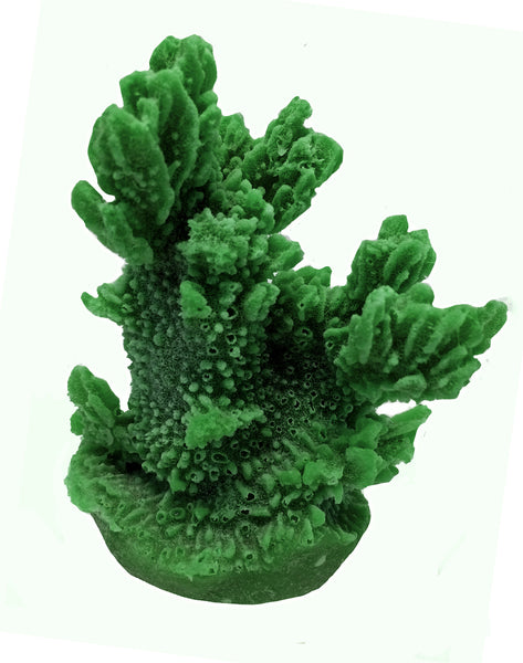 Hydnophora Exesa - Velvet Horn Coral #04101