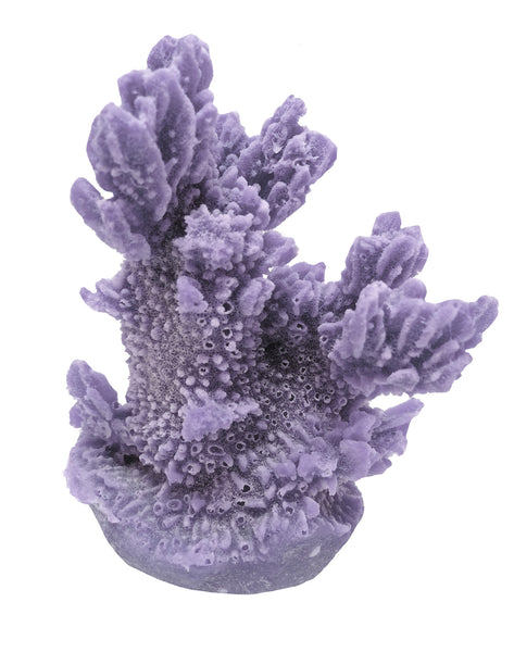 Hydnophora Exesa - Velvet Horn Coral #04101