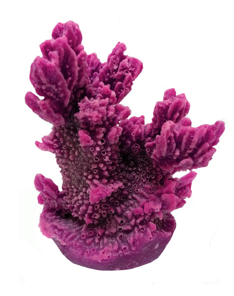 Hydnophora Exesa - Velvet Horn Coral #04101