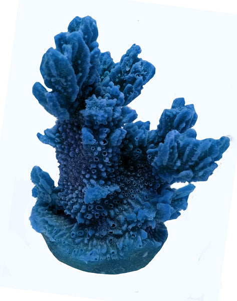 Hydnophora Exesa - Velvet Horn Coral #04101