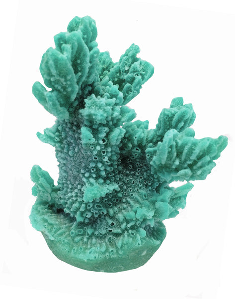 Hydnophora Exesa - Velvet Horn Coral #04101