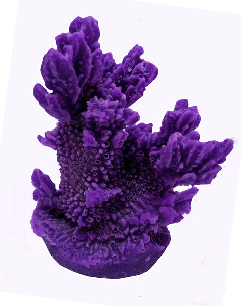 Hydnophora Exesa - Velvet Horn Coral #04101