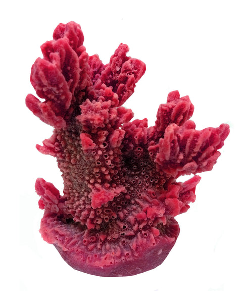 Hydnophora Exesa - Velvet Horn Coral #04101