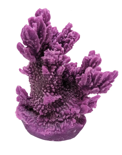 Hydnophora Exesa - Velvet Horn Coral #04101