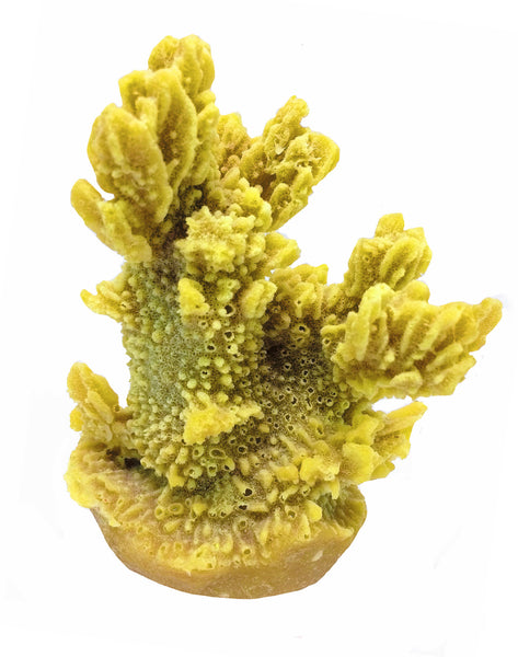 Hydnophora Exesa - Velvet Horn Coral #04101