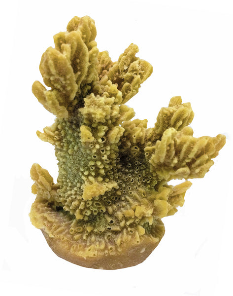 Hydnophora Exesa - Velvet Horn Coral #04101