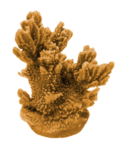 Hydnophora Exesa - Velvet Horn Coral #04101