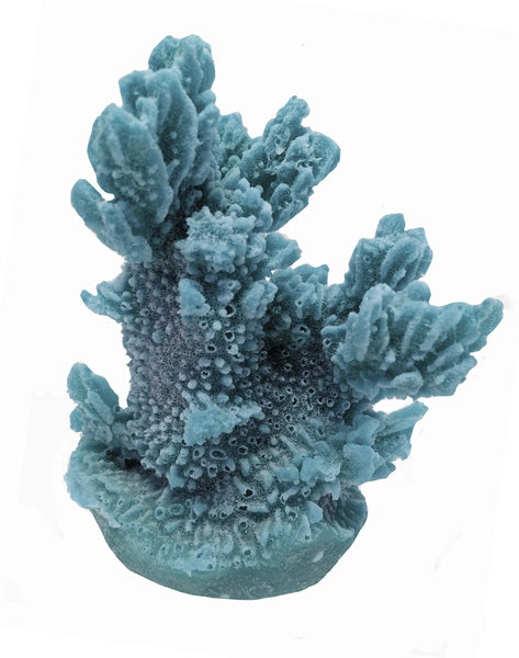 Hydnophora Exesa - Velvet Horn Coral #04101