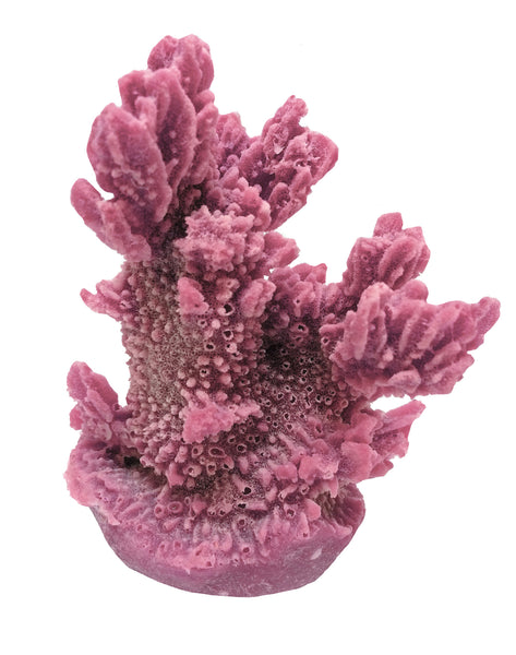 Hydnophora Exesa - Velvet Horn Coral #04101